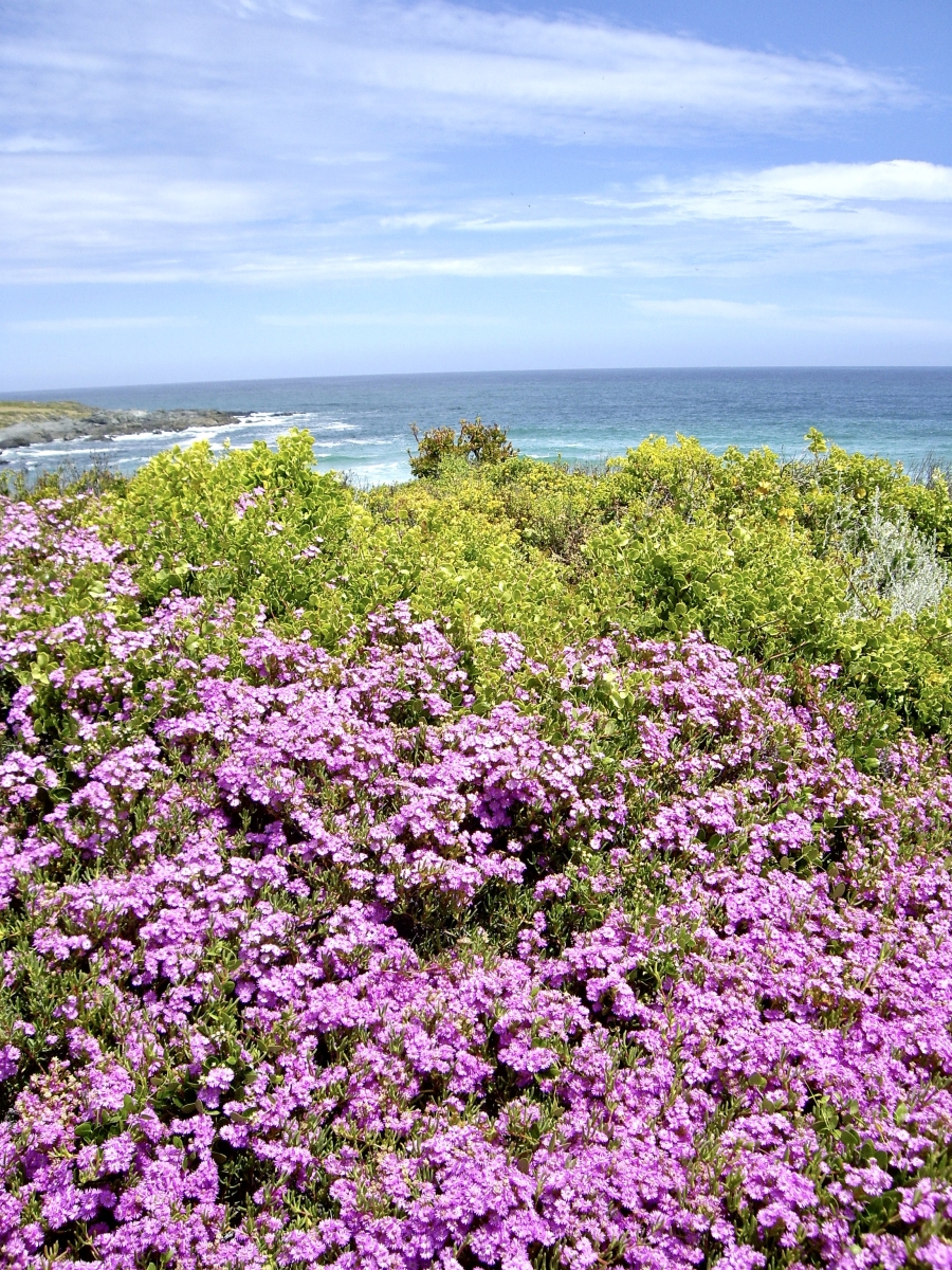 To Let 5 Bedroom Property for Rent in Grotto Bay Western Cape